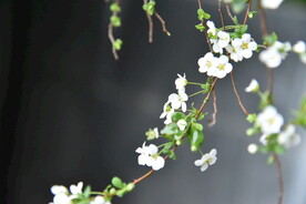 珍珠梅