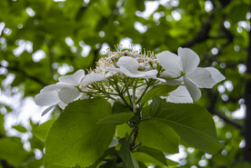 琼花