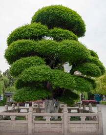 造型