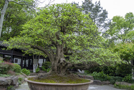 盆景