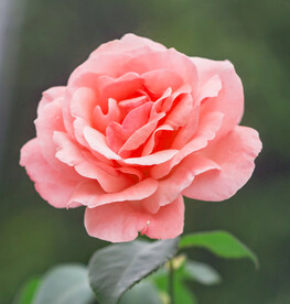玫瑰花