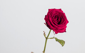 玫瑰花