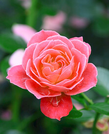 玫瑰花