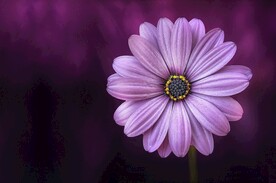 单花