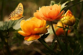 橙花
