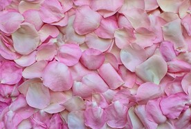 玫瑰花瓣