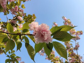 樱花