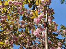 樱花