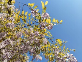 紫藤花