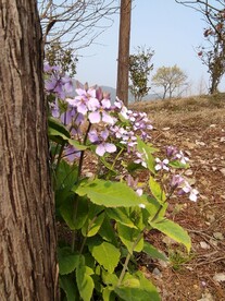 诸葛菜