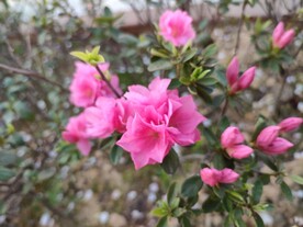 杜鹃花