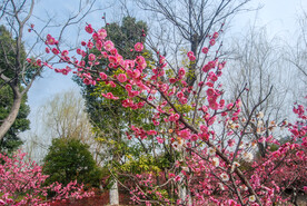 梅花