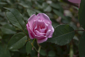 月季花