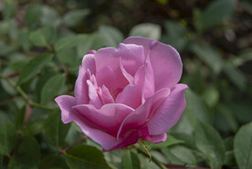 月季花
