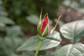 月季花