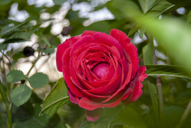 月季花
