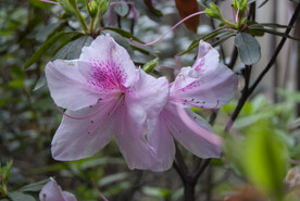 杜鹃花