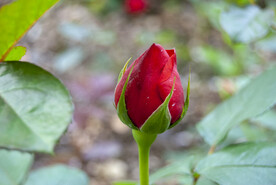 月季花