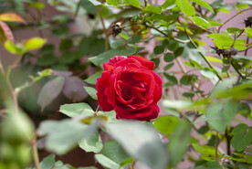月季花