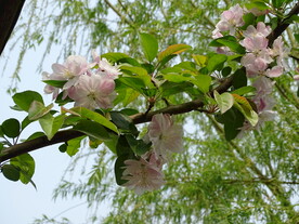 鲜艳的海棠花高清图