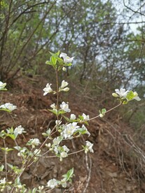 山野的花