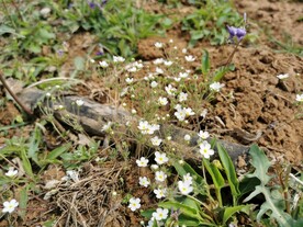 小花丛