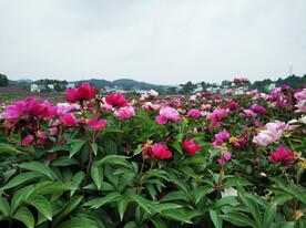 芍药花