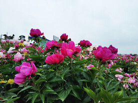 芍药花