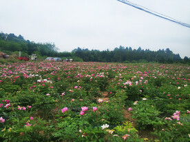芍药花