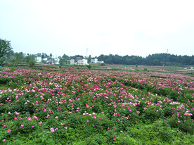 芍药花