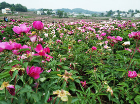 芍药花