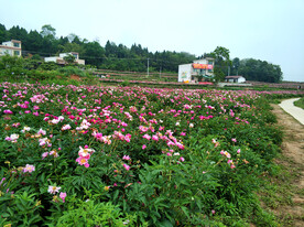 芍药