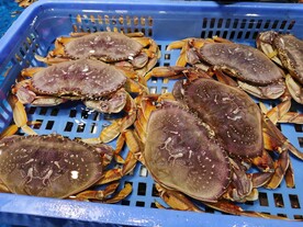 面包蟹
