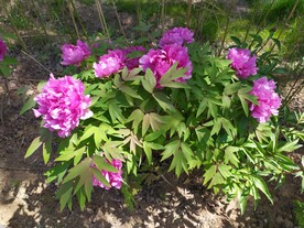 牡丹花丛
