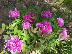 牡丹花丛