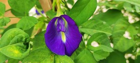 蝶豆花