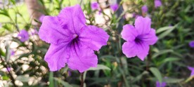 蓝花草