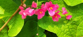 紫包藤花