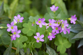 小花