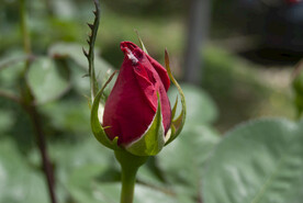 月季花