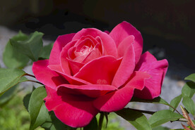 月季花
