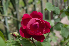 月季花