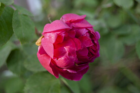 月季花
