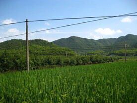 稻田