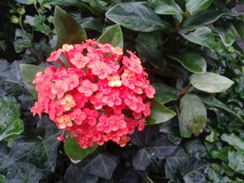 龙船花