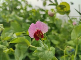 豌豆花