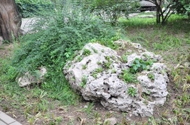 景石与植物巧妙搭配