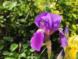 紫花鸢尾图片