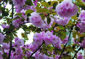 樱花  