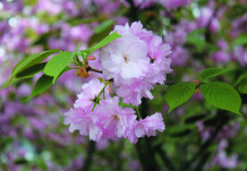 春天   樱花
